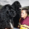 Blackwolf Newfoundlands gallery