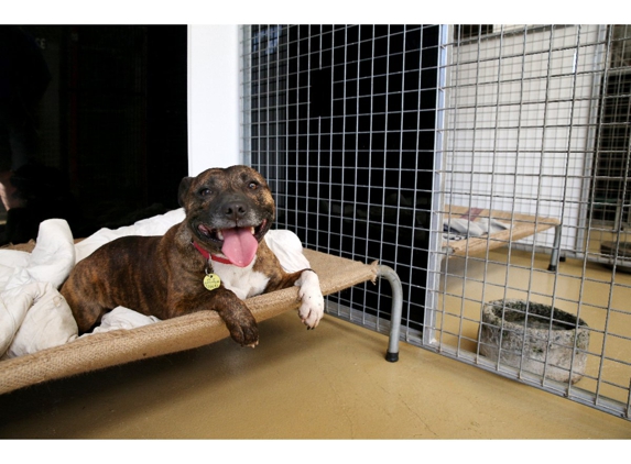 Peninsula Boarding Kennels - Moolap, VIC