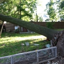 Top Quality Tree Service - Arborists