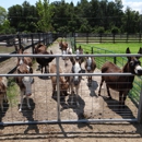 Brayfields Registered Miniature Donkeys - Farms