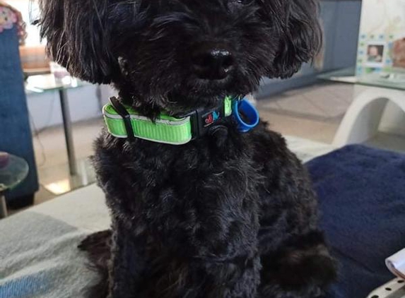 Brisbane Veterinary Specialist Centre (BVSC) - Albany Creek, QLD. Digby, our fur baby.