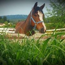 Red Hawk Stables - Horse Stables
