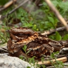 Folsom Wildlife Removal gallery