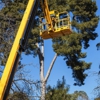 Kingdom Tree Services gallery