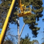 Kingdom Tree Services