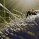 Assassins For Hire Pest Control - Pest Control Equipment & Supplies