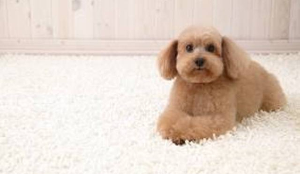 Ridogrit Carpet Cleaning - Benalla, VIC