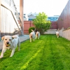 Omaha Dog Pro Underground Fences gallery