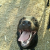 Phenix, Wendee Owner - A to Z Dog Ranch gallery