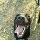 Phenix, Wendee Owner - A to Z Dog Ranch - Pet Boarding & Kennels