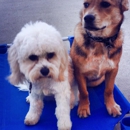 Midwest Dog Training - Pet Training