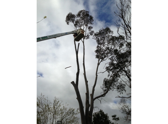 Curtis Tree Lopping Specialists - West Wodonga, VIC