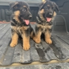 Tucson K-9 Learning Center gallery