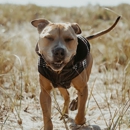 Transition Dog Training - Pet Training