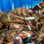 New England Wholesale Fish & Lobster