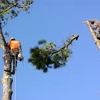 R & R Tree Service, Inc. gallery