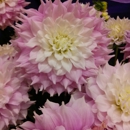 The Flower Express - Flowers, Plants & Trees-Silk, Dried, Etc.-Retail