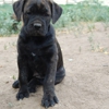 Banner Mountain Cane Corso gallery