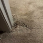 Compass Carpet Repair & Cleaning