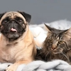 Duncan Veterinary Hospital gallery