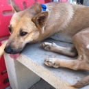 Los Angeles County Animal Center