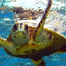 Aquatic Life Divers - Diving Excursions & Charters