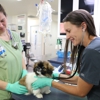 BluePearl Pet Hospital gallery