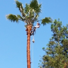 Forest Tree Services