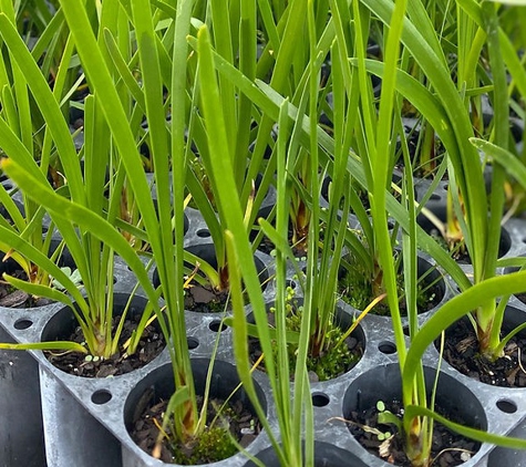 Neangar Nursery - Eaglehawk, VIC