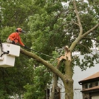 Kansas City Tree Services