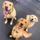 Central Bark Jacksonville - Pet Grooming