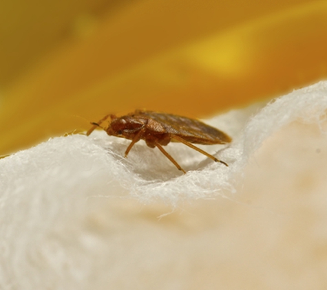 Bed Bug Free Exterminators - Cleveland, OH