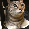 Park Hill Veterinary Medical Center gallery