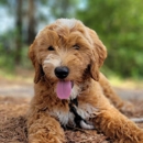 Hidden Acres Puppies - Pet Breeders