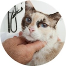 Saint Thomas Veterinary Center - Veterinarians