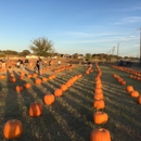 Flower Mound Christmas Trees