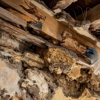 LBI Pest Control gallery