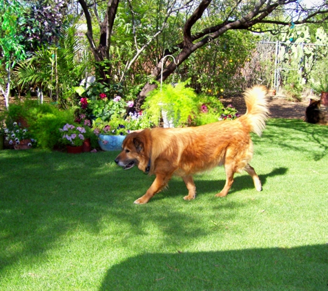 Home Sweet Home Pet Sitting and Dog Walking - Tucson, AZ