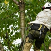 Big Dawgs Tree Service and Arbor gallery