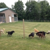 Packway Canine Free Range Boarding gallery