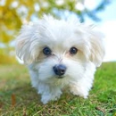 Gorgeous Maltese Home - Pet Breeders