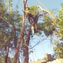 Montiel's Tree Service - Tree Service