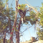 Montiel's Tree Service