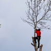 Lions Tree & Landscaping gallery