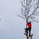 Lions Tree & Landscaping - Tree Service