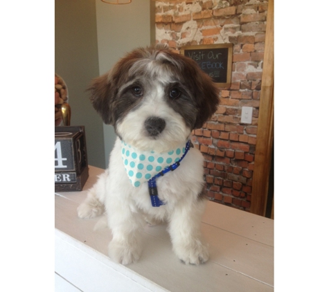 LIMElight Pet Salon - Buddina, QLD