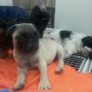 Petland Dayton - Pet Services