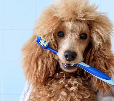 Torenbeek Veterinary Clinic - Frenchville, QLD