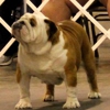 English bulldog for stud service gallery