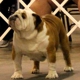 English bulldog for stud service